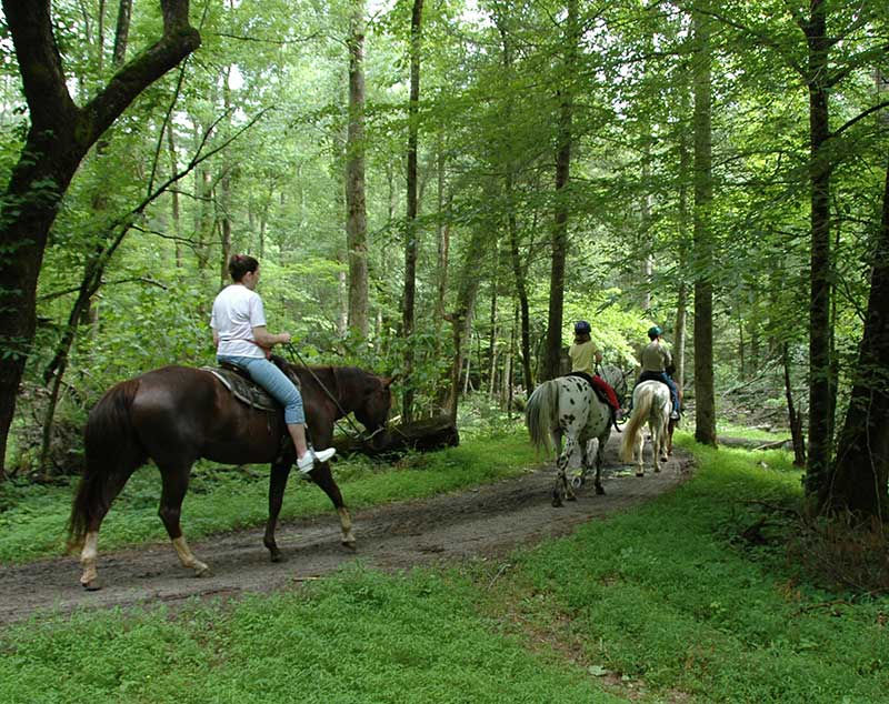 Riders on horses leisurely walk on a forest trail surrounded by lush green trees, creating a peaceful and serene atmosphere.