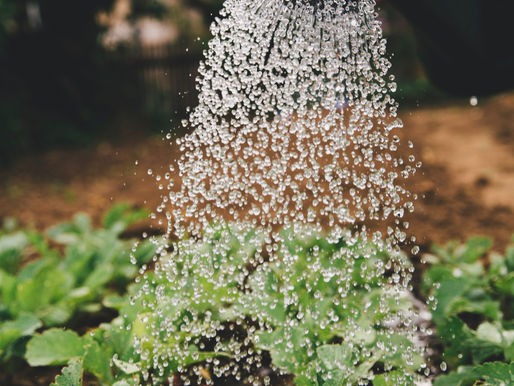 A agricultura orgânica é cada vez mais necessária