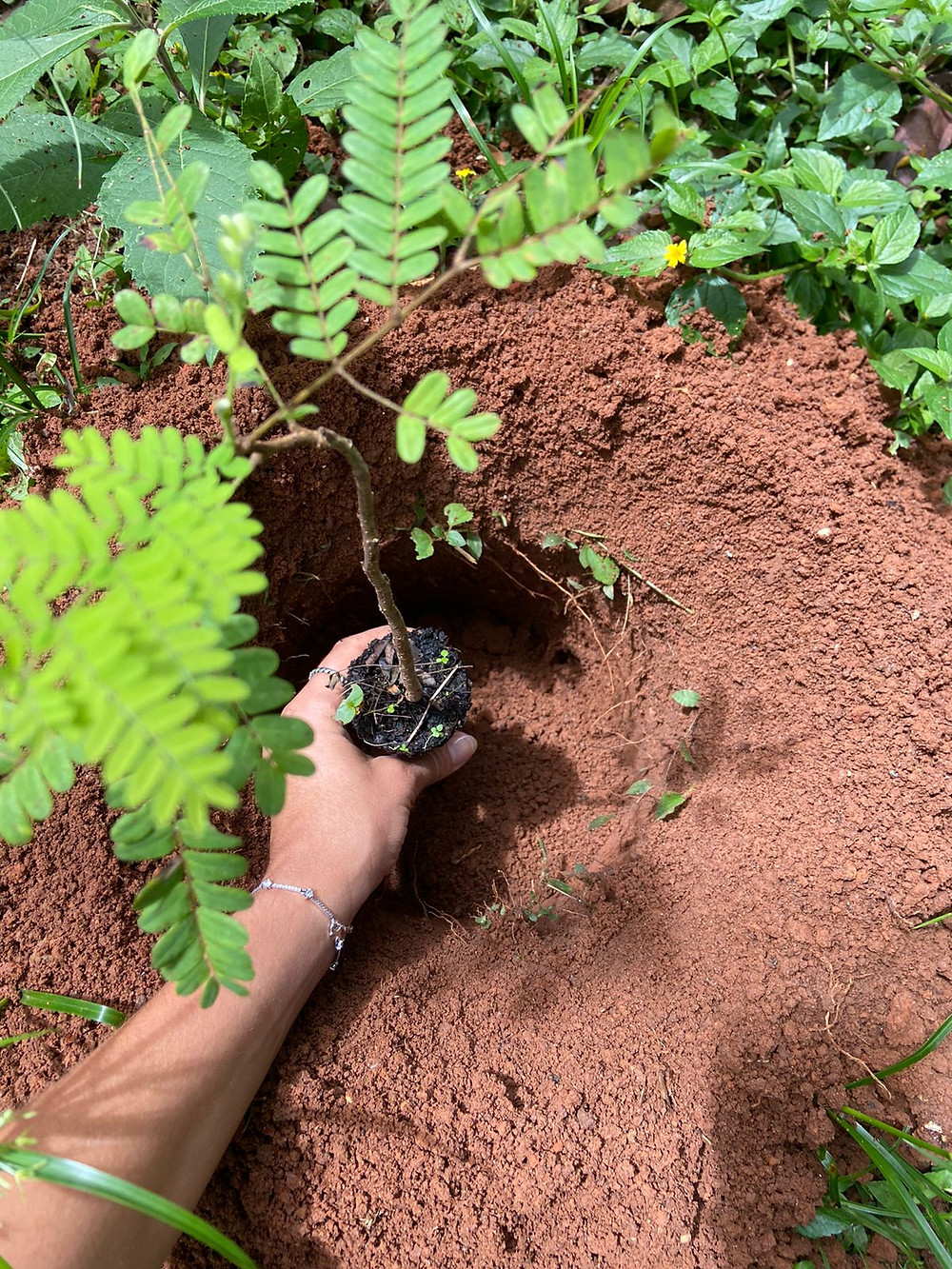 Projeto Perdão à Terra - Portal É conosco