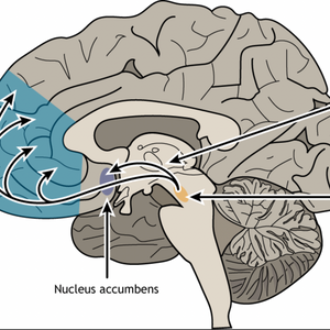 Introduction to Neurotheology: How Understanding it Can Help Bridge Religious Divide