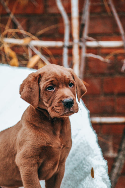 Aglabs Fox Reds labrador puppies