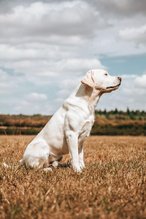 Aglabs White labradors UK