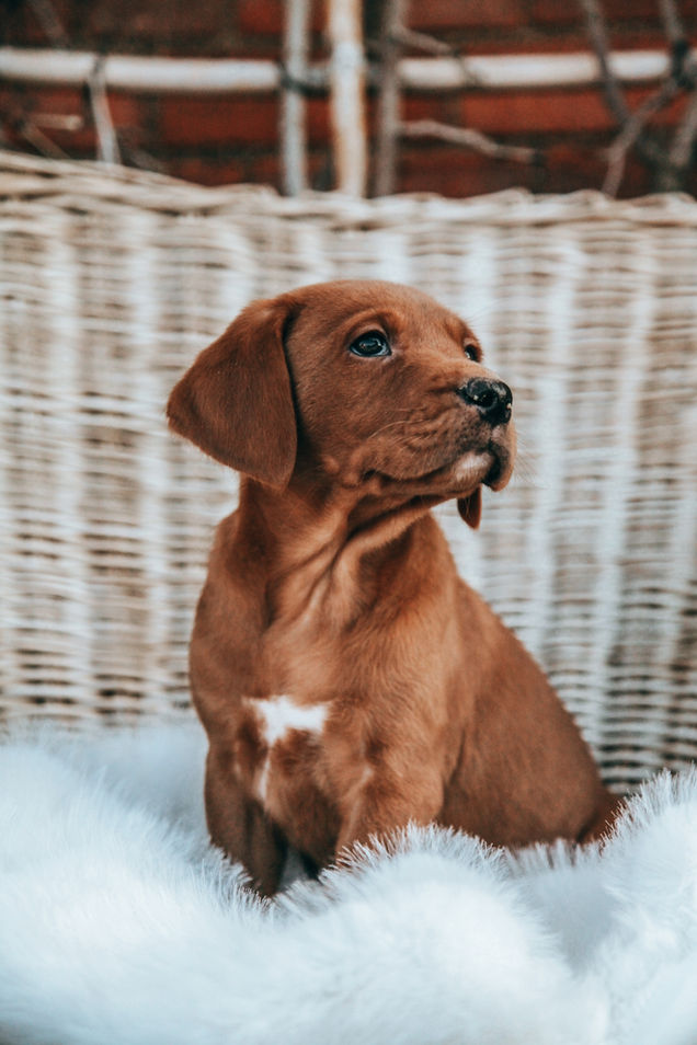 Aglabs Fox Reds labrador puppies