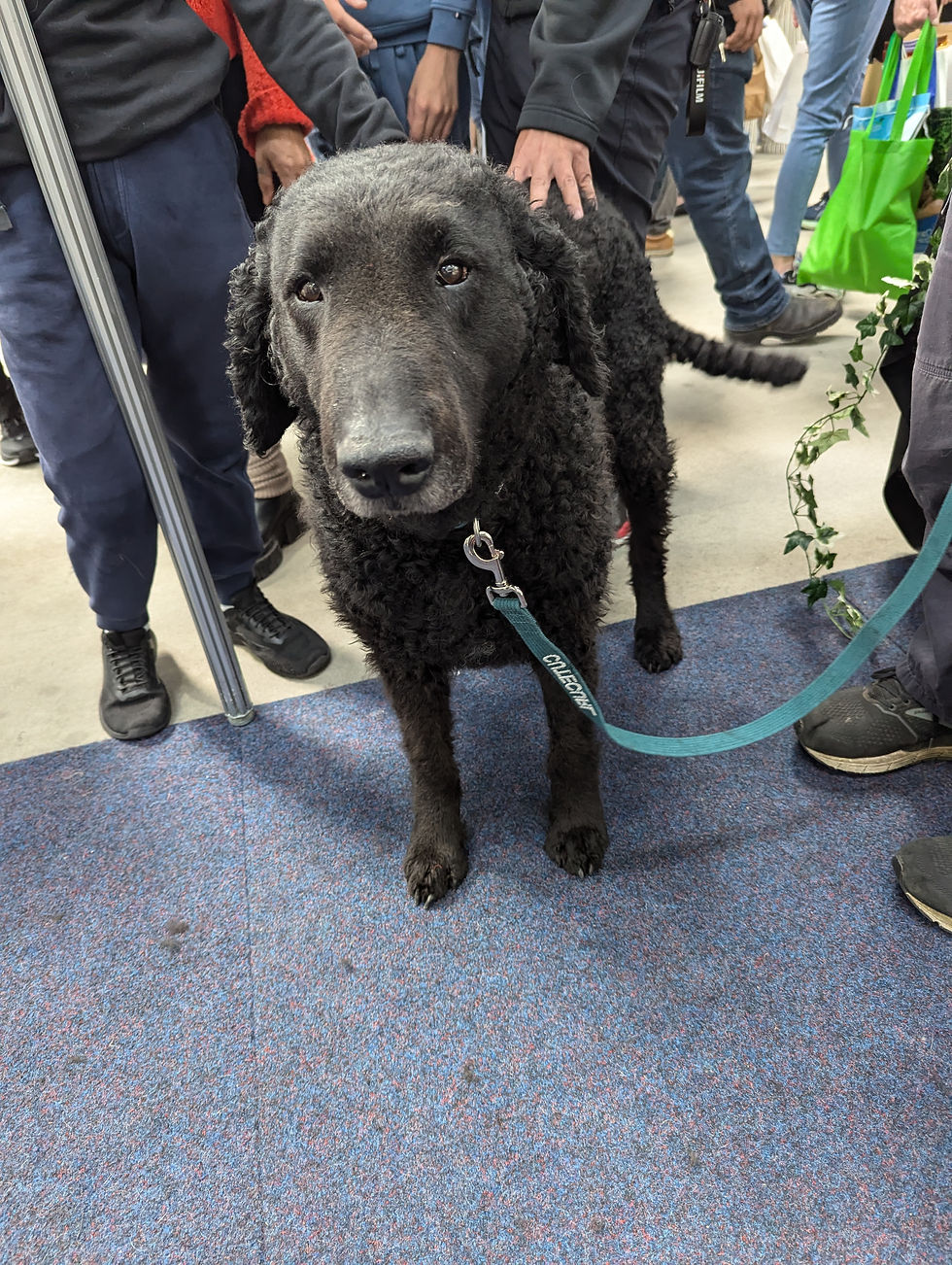 Meet the Curlies: “Lacey” Cutecurl Black Opal