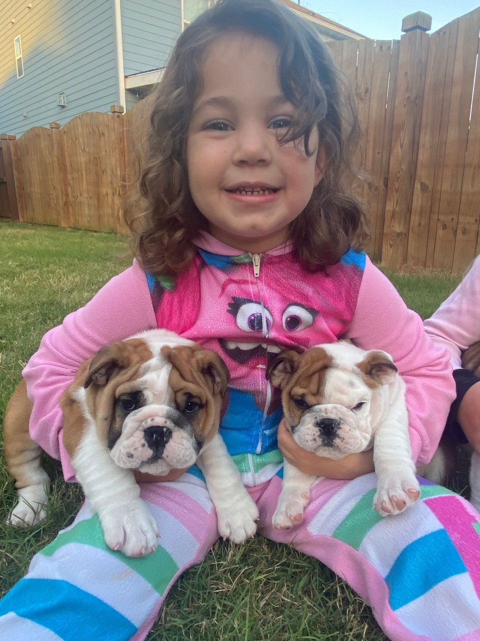 Encore Bulldog Puppies