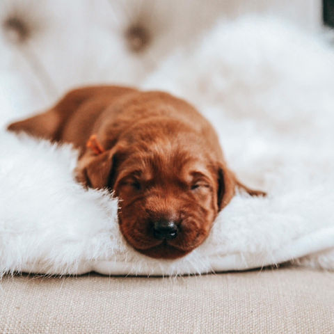 Aglabs Fox Reds labrador puppies