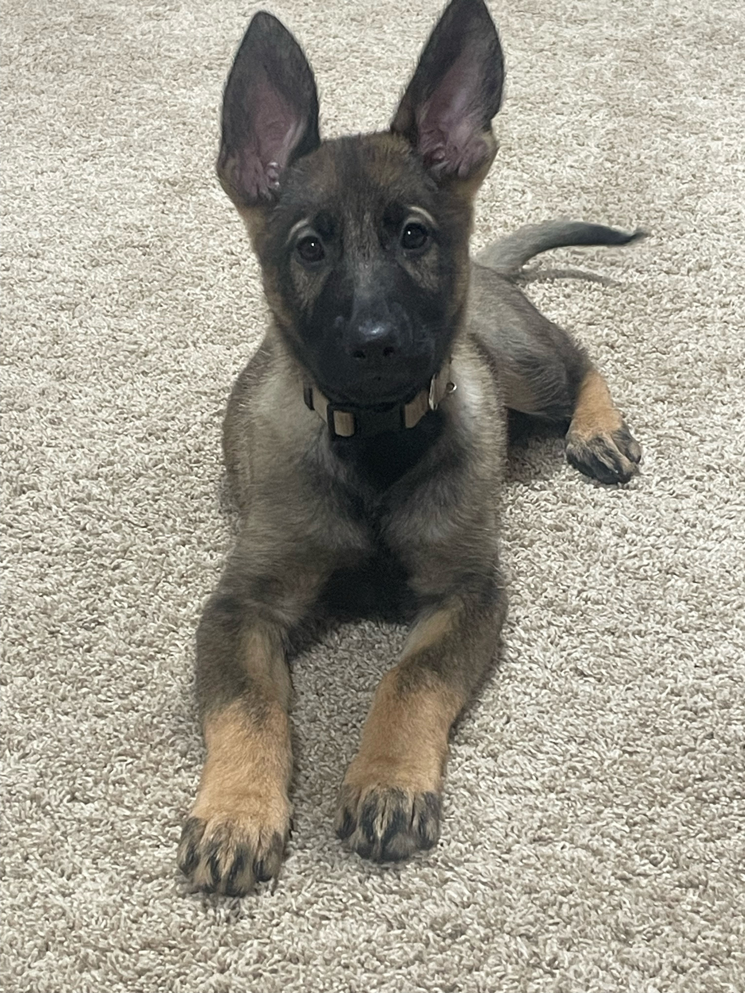 PUPPY PURCHASE: Remaining Balance