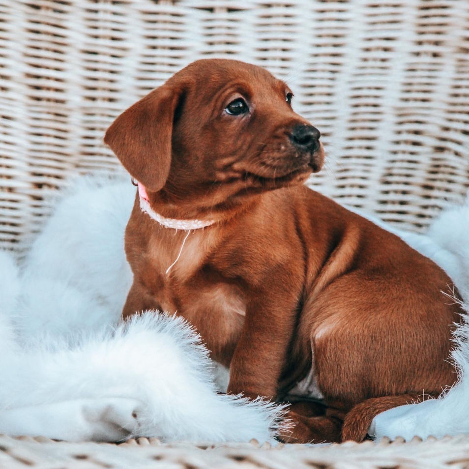 Aglabs Fox Reds labrador puppies