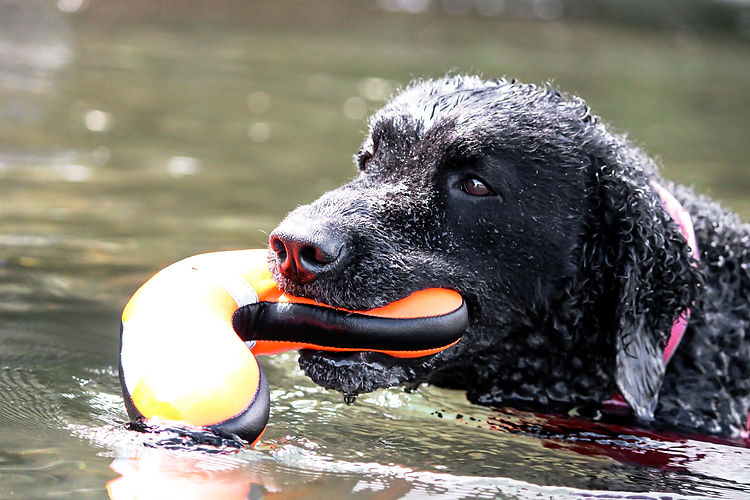Pippi "Cutecurl La Grande Dame"