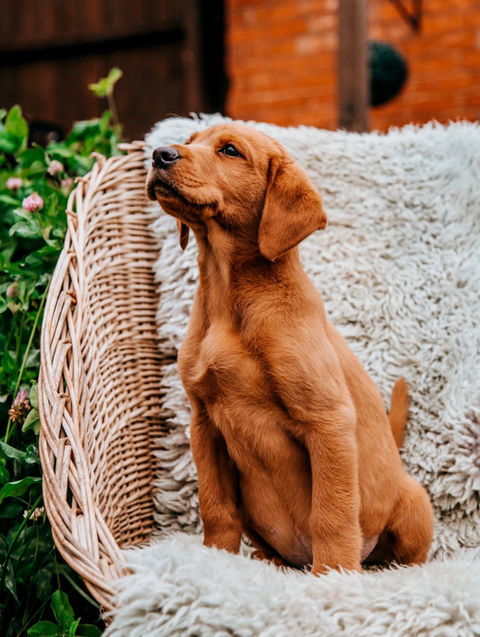 Aglabs Fox Reds labrador puppies