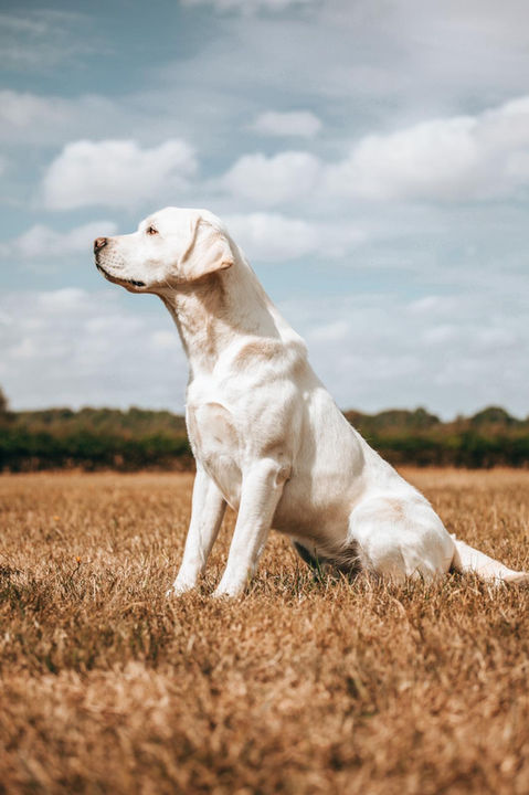 Aglabs labradors UK