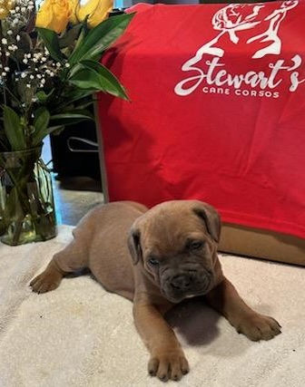 Pupetta Maresca 2.jpg