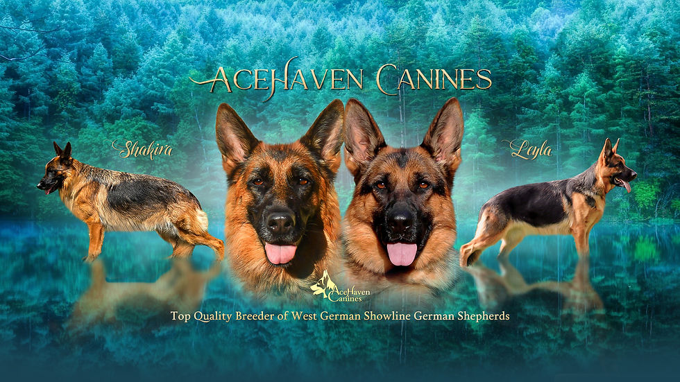 Acehaven Canines Reputable German Shepherd Breeder Orlando