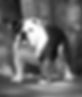 Ch Bulldog Star