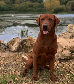 Kingsman Fox red labrador