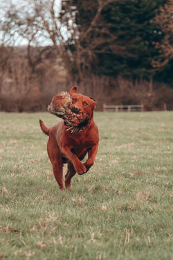 Fox red labrador