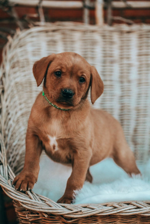 Aglabs Fox Reds labrador puppies