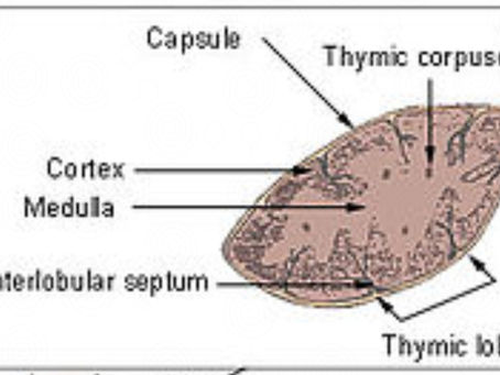 Thymus