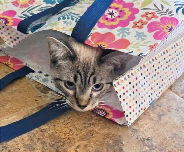 Have you heard about letting the cat out of the bag?