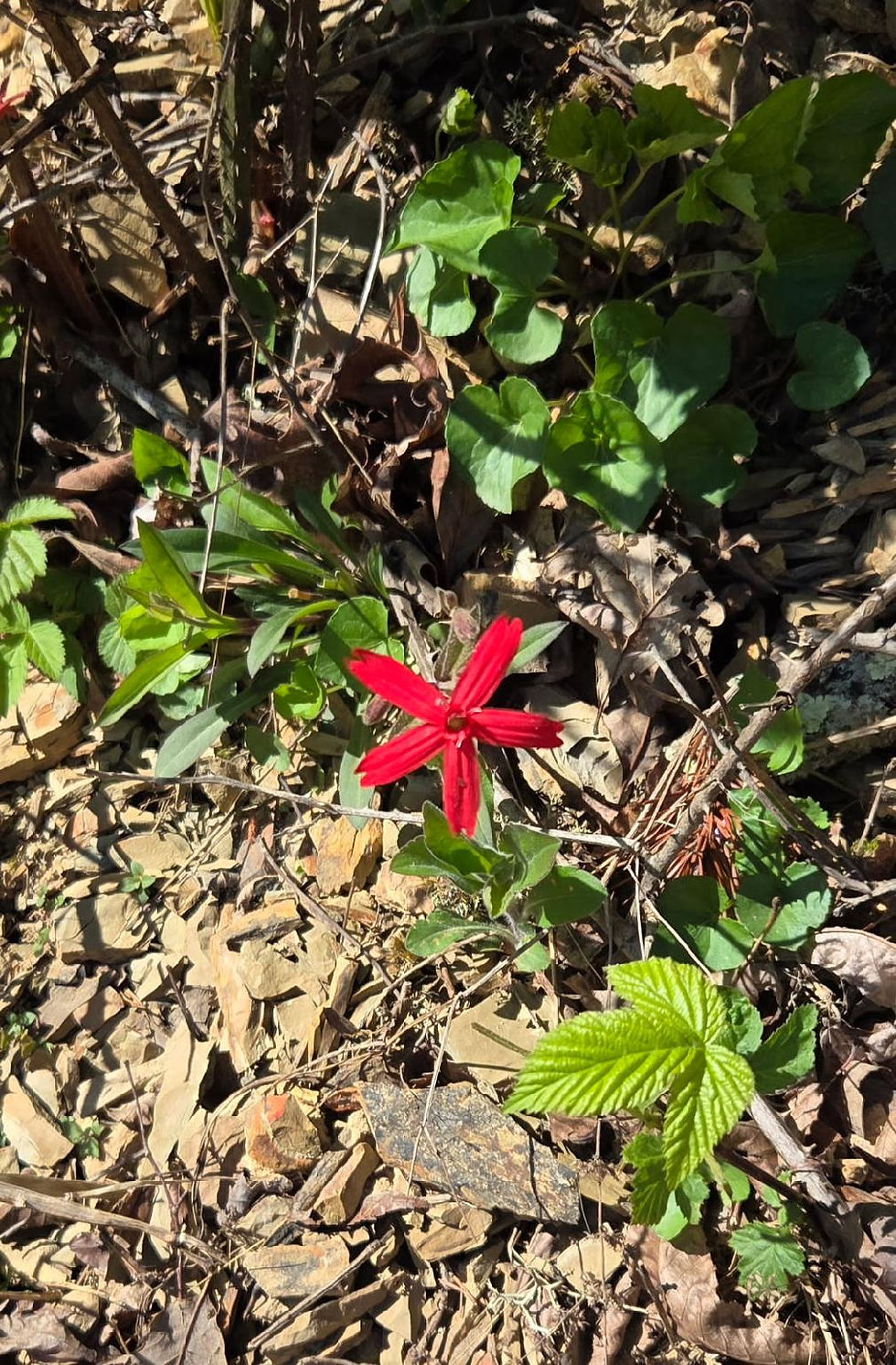We saw some pretty Indian paintbrush along the path.