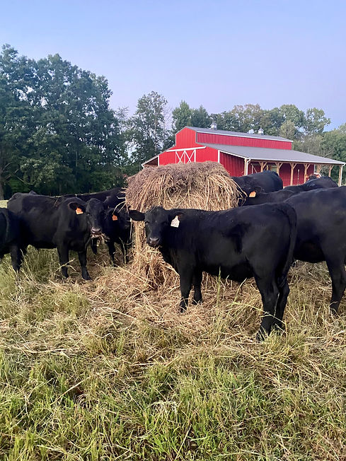 cow picture.jpg