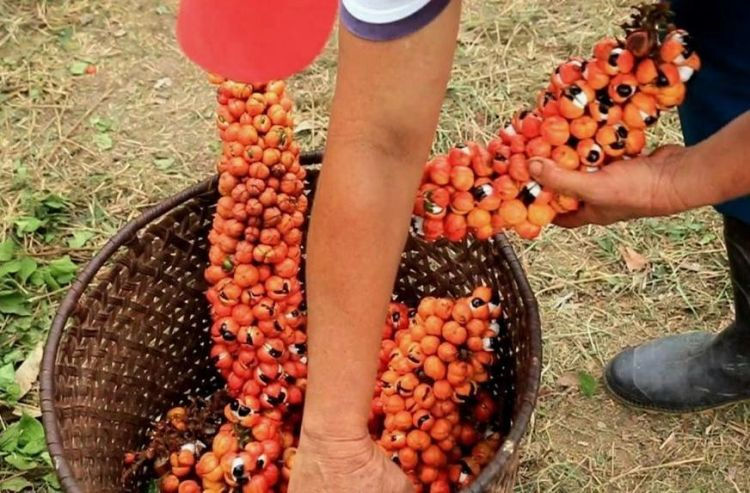 guarana harvest
