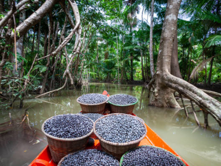 Where Is Acai (AçaÃ) From?