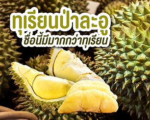ป่าละอู.jpg