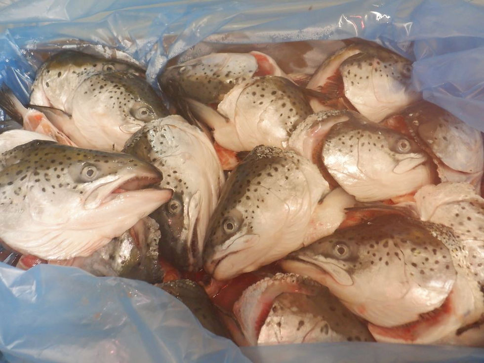 Atlantic salmon bi-products