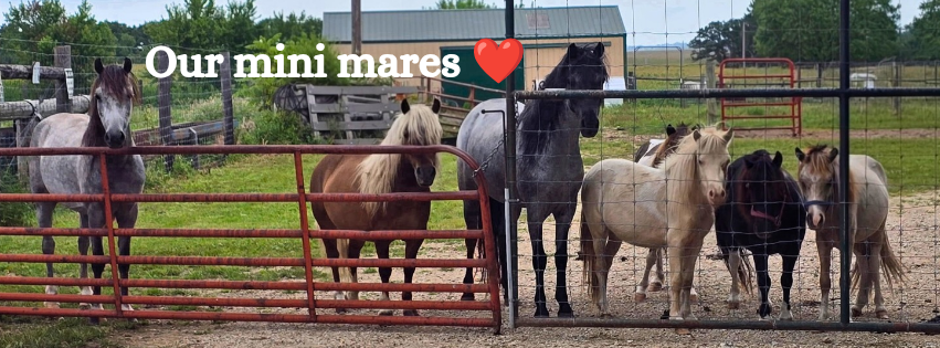 Our_mini_mares_❤️_20260124_232306_0000[1].png