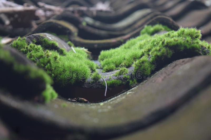How to Keep Moss from your Roof