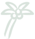 palm-tree (1)_edited.png