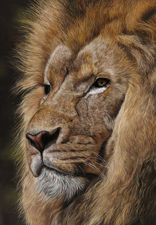 dessin lion au pastel sec par Ninon Cobergh