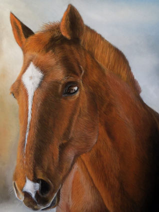dessin cheval au pastel sec par Ninon Cobergh
