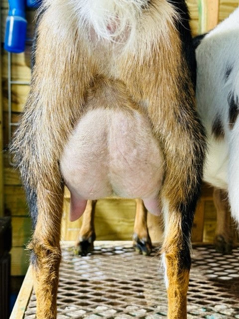 90 day udder FF