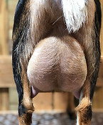 40 West Farm Covergirl