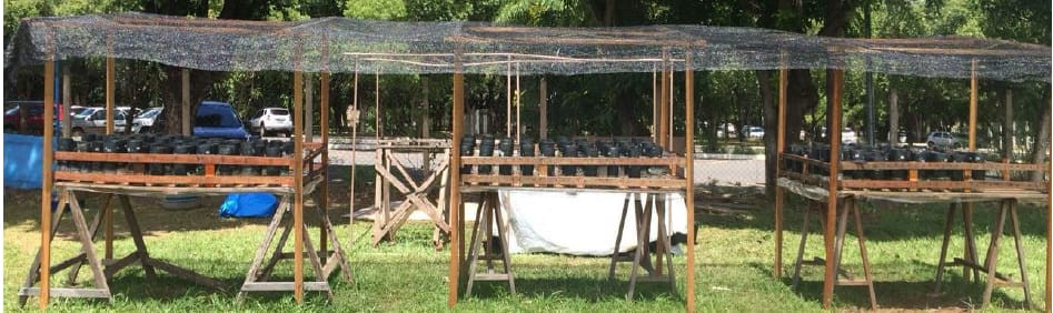 Plantação de feijão do projeto (Foto: divulgação)