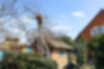 arborists-dismantling-walnut-tree-in-country-yard-2024-10-12-09-31-06-utc.jpg