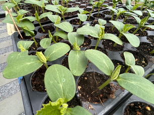 What Grows in the Garden