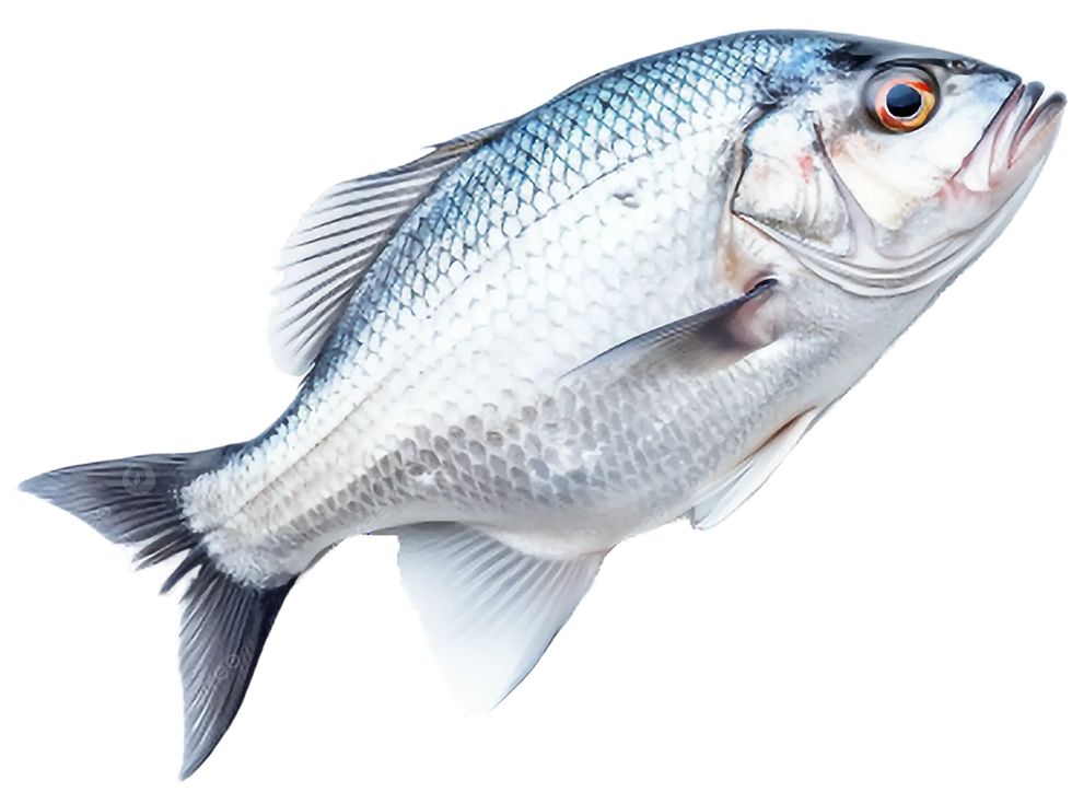 dd7c9fab4c6dbdab440519b13ae648cd 1 1.png