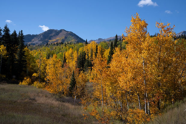 scenery-usa-nature-vegetation.jpg