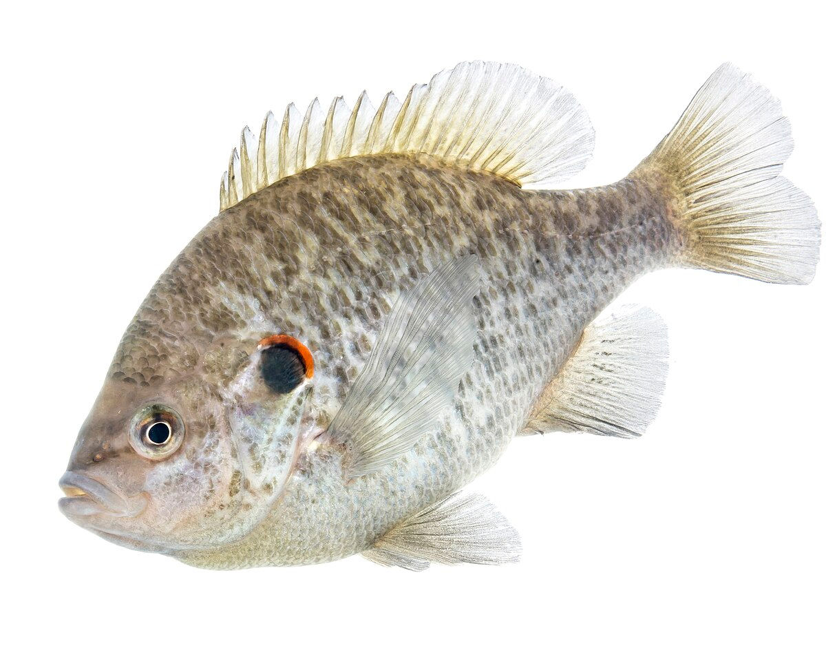 Redear Sunfish