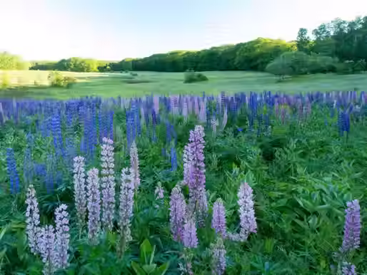 TOP 6 THING TO DO IN SPRING IN MAINE