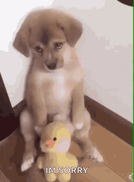 dog-cute.gif