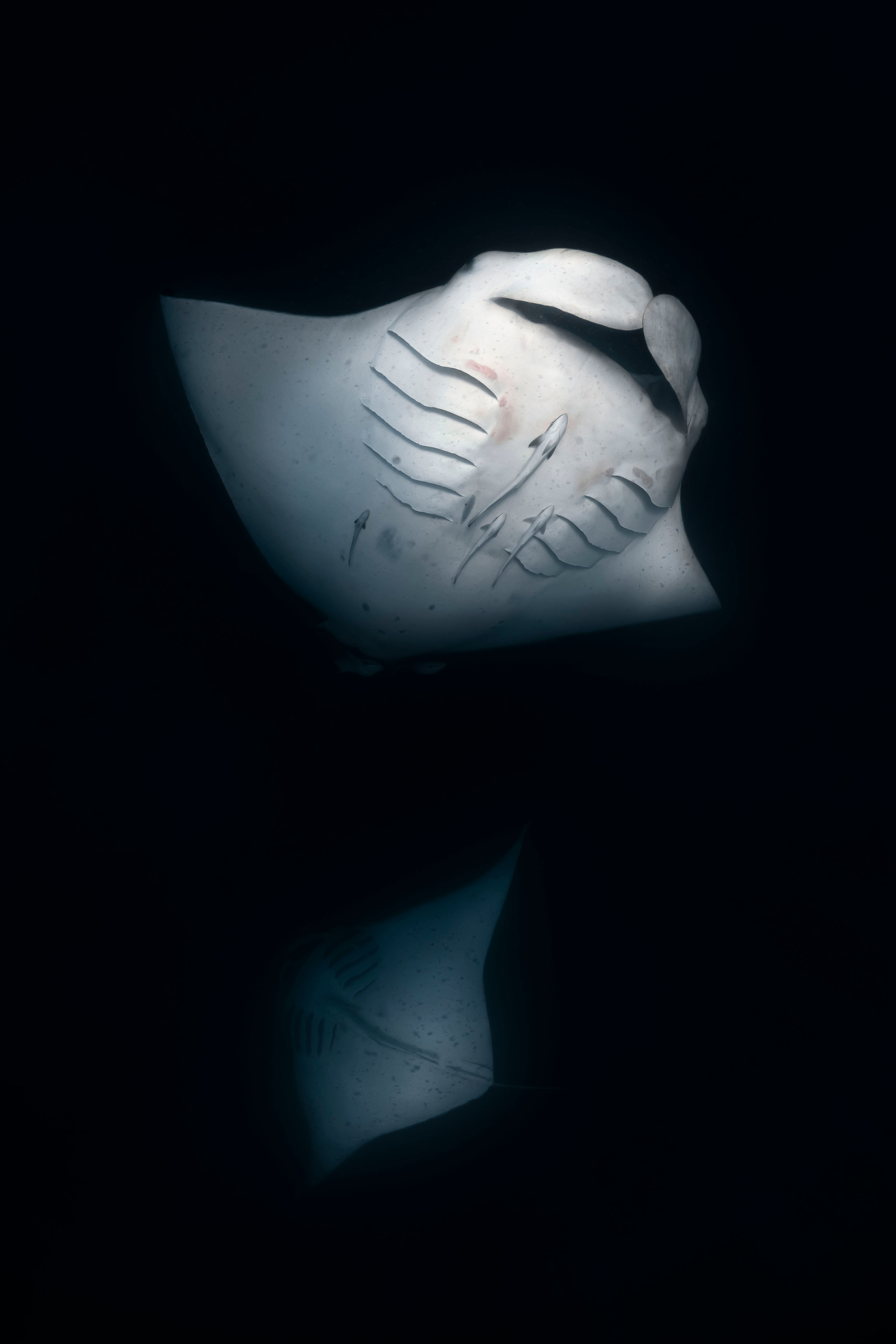 Manta Meal Time