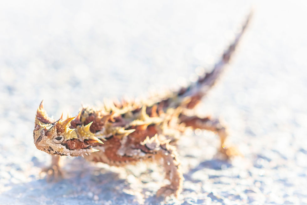 Thumbnail: Thorny Devil