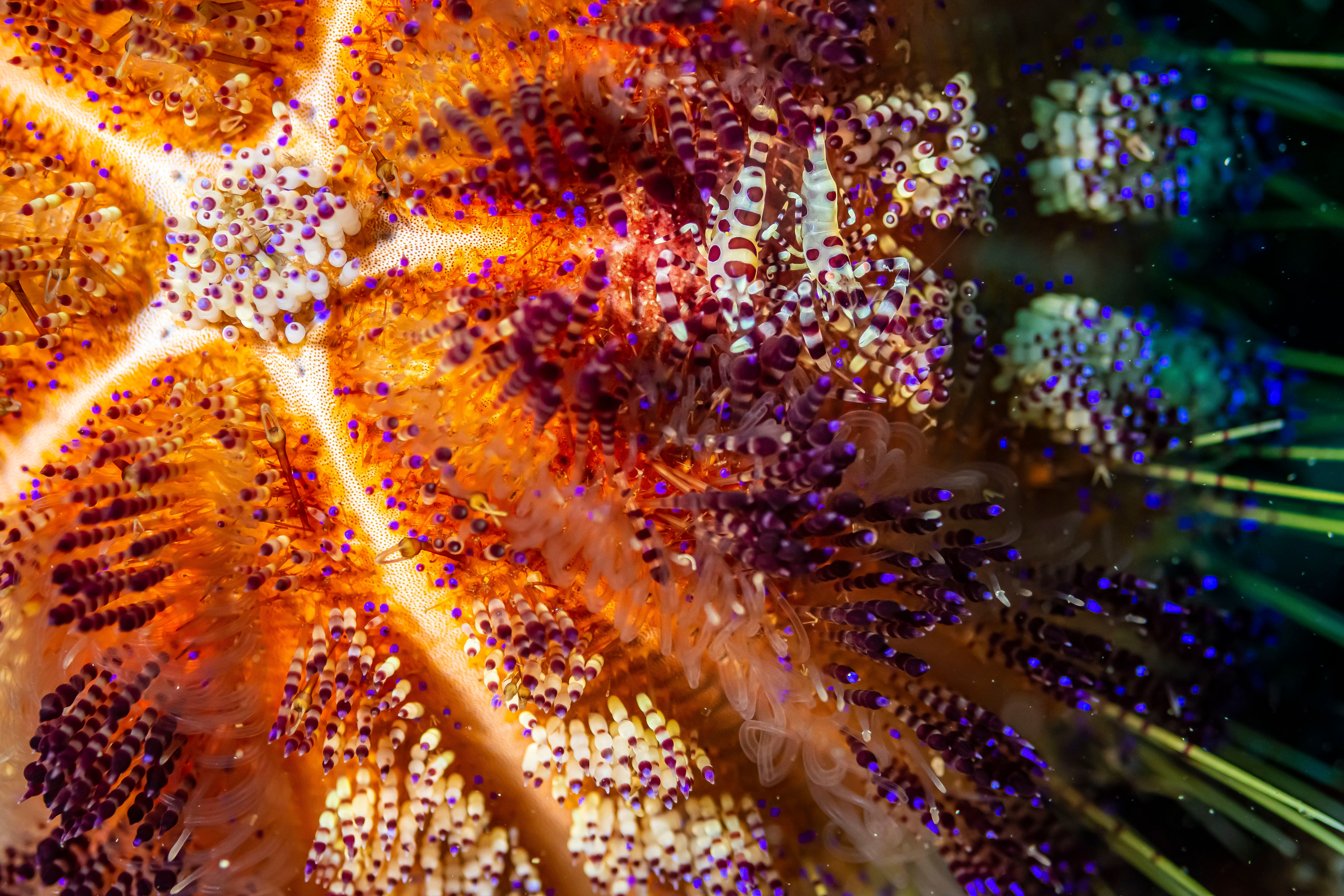 Shrimp in a Fire Urchin