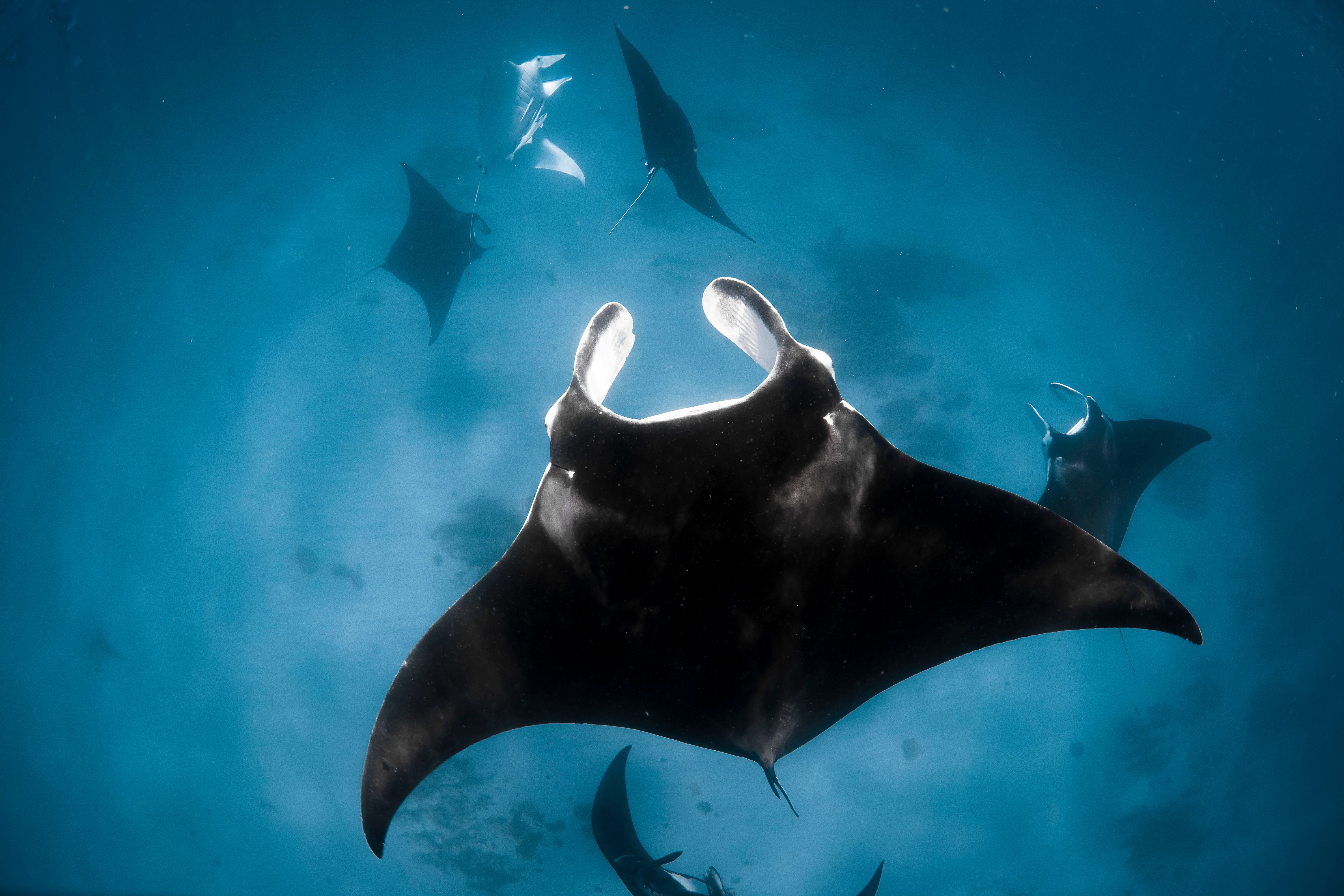 Mantas