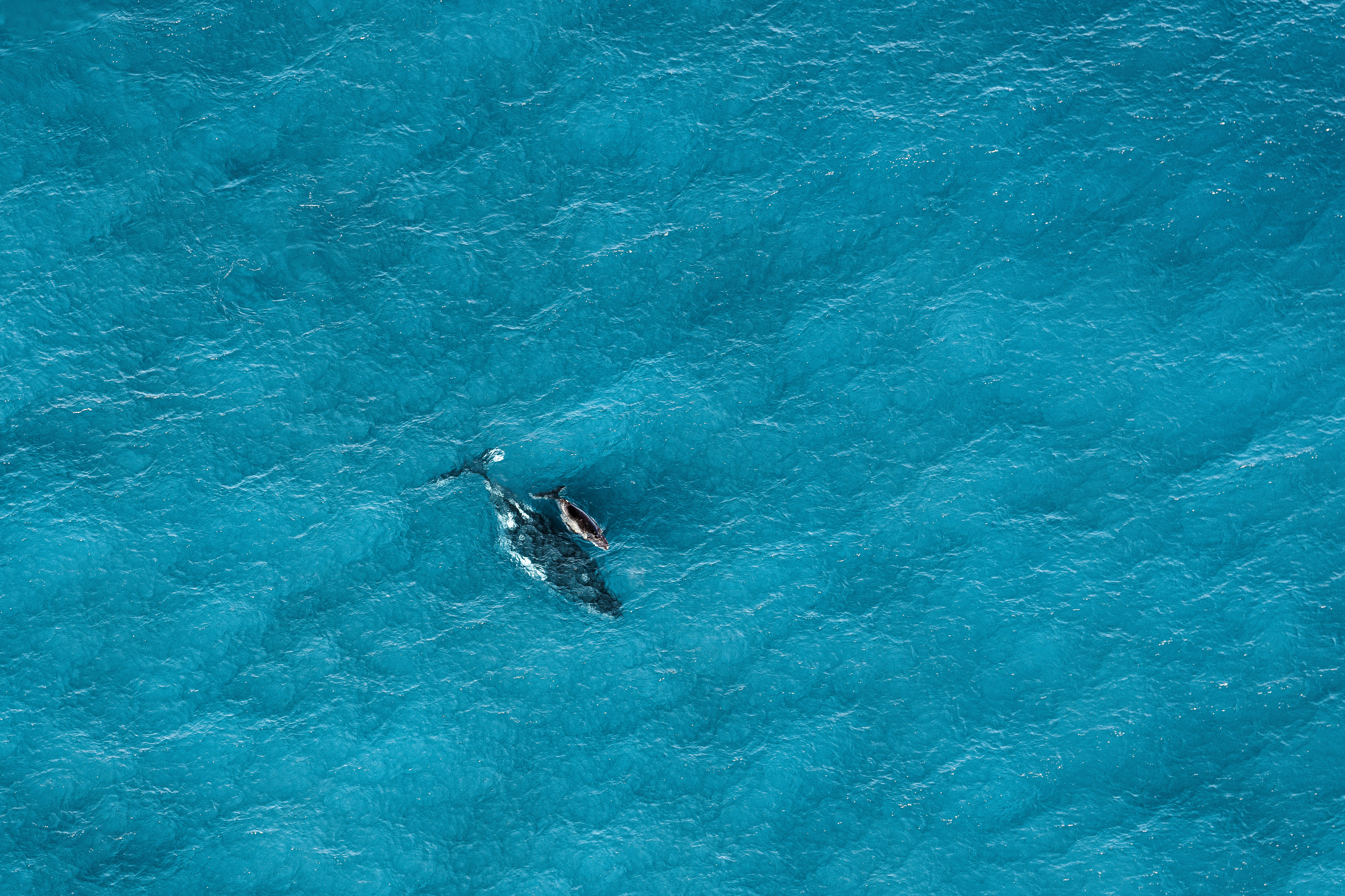 Mother and Calf From Above