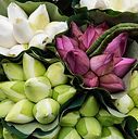 Lotus Buds Display